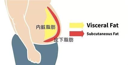 研究发现中年时积累的腹部脂肪与老年痴呆症存在联系