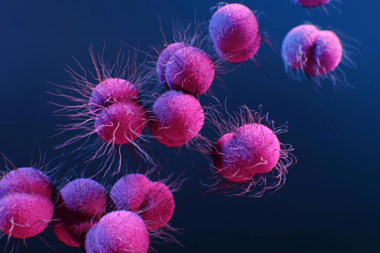 简单口服新药有望取代淋病注射疗法